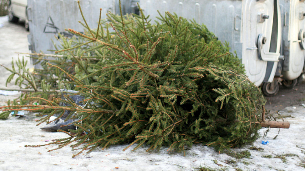 Где утилизировать елку во Львове