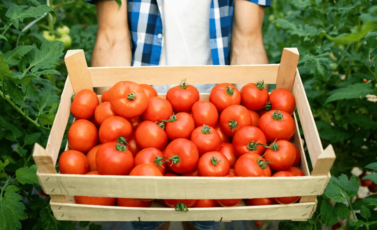 Помидоры
