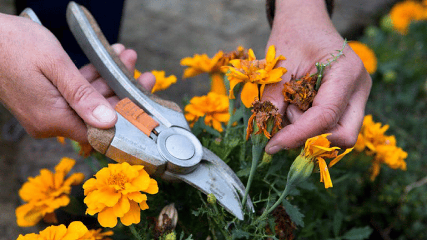 Видалення відцвілих чорнобривців.
