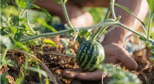 Арбуз на огороде