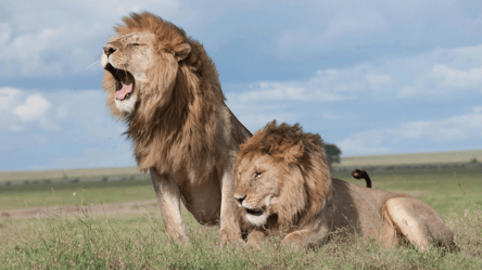 У Хмельницькому з реабілітаційного центру втекли леви — деталі - 290x166