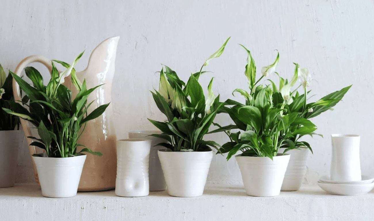 Спатифиллум