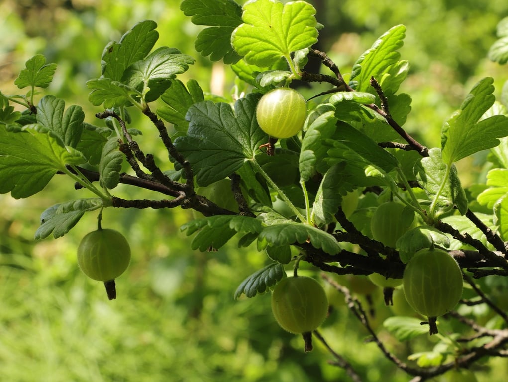 Крыжовник