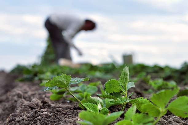 Яка головна помилка при догляді за полуницею навесні