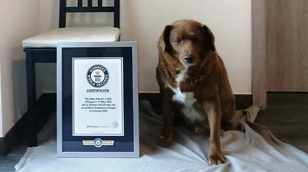 Прожил вдвое дольше нормы: в Португалии 30-летний пес побил рекорд Гиннеса - 285x160