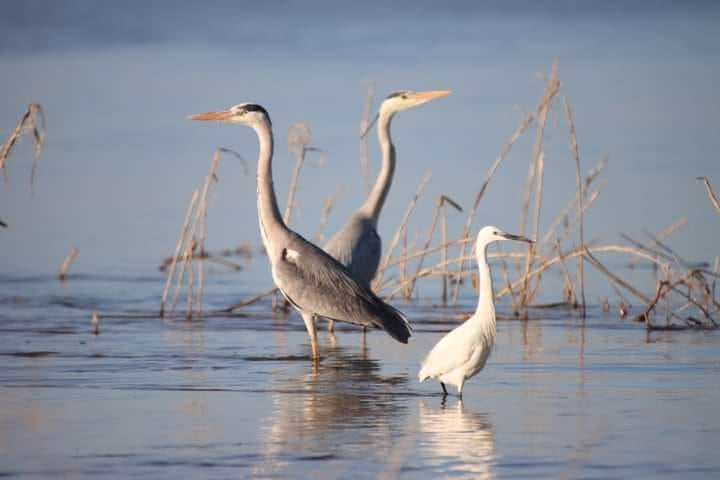 Птахи-мігранти у "Тузлівських лиманах" - фото 1