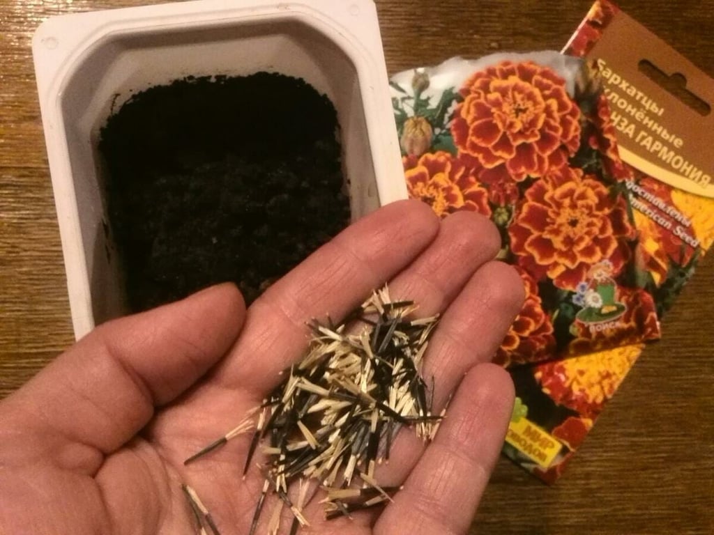 Как правильно собирать семена бархатцев - советы садоводов