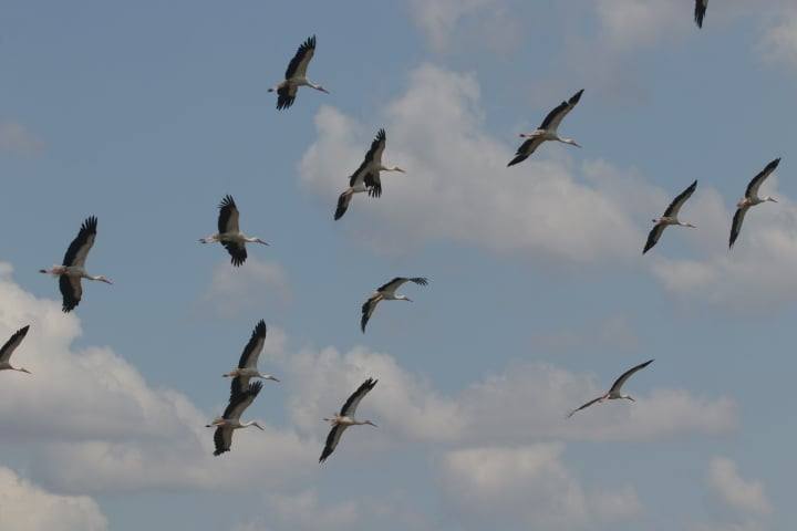 У небі над Одещиною кружляють лелеки