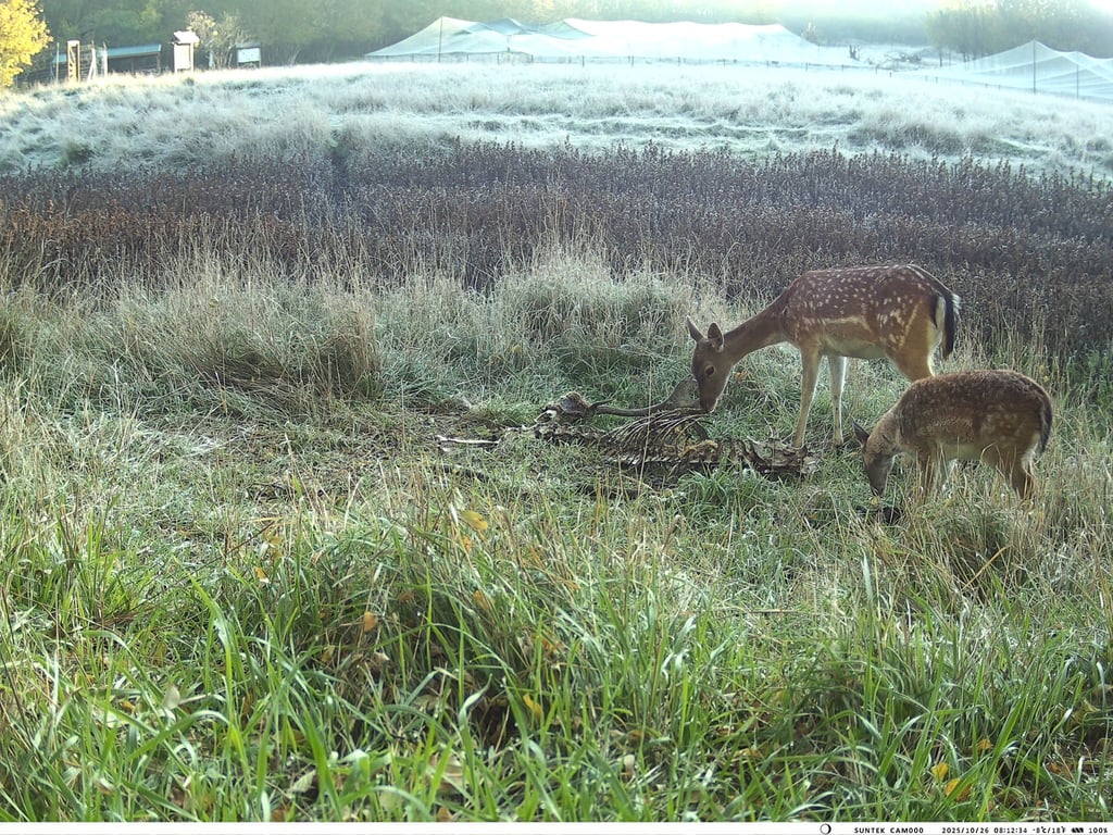Косулі в полі