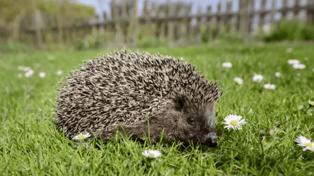Їжаки оселяться у вашому саду — що потрібно зробити восени - 285x160