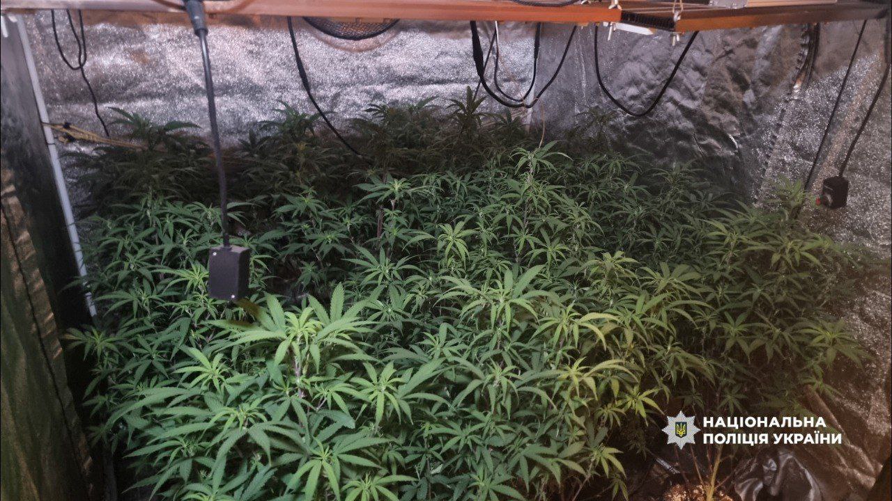 В будинку одесита знайшли плантацію конопель