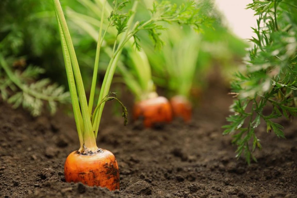 Чем следует обязательно посыпать грядки перед посадкой моркови, чтобы получить действительно хороший урожай