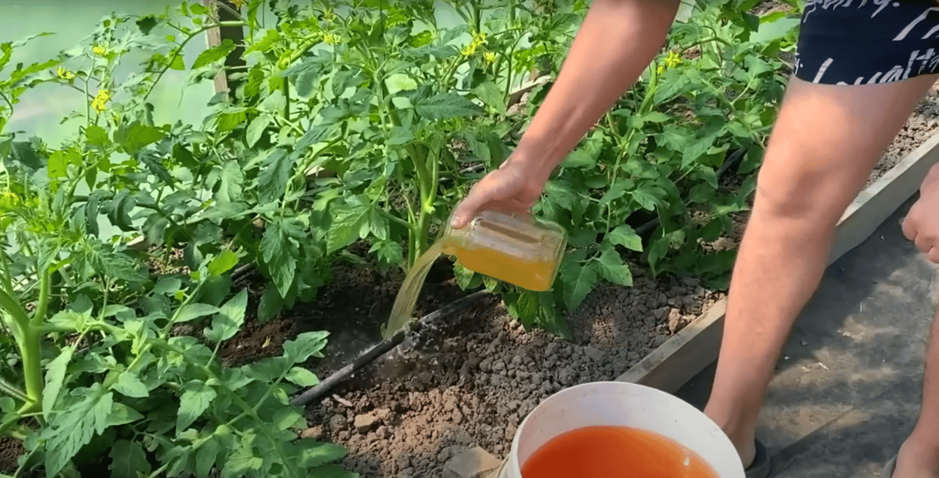 Полив помидоров