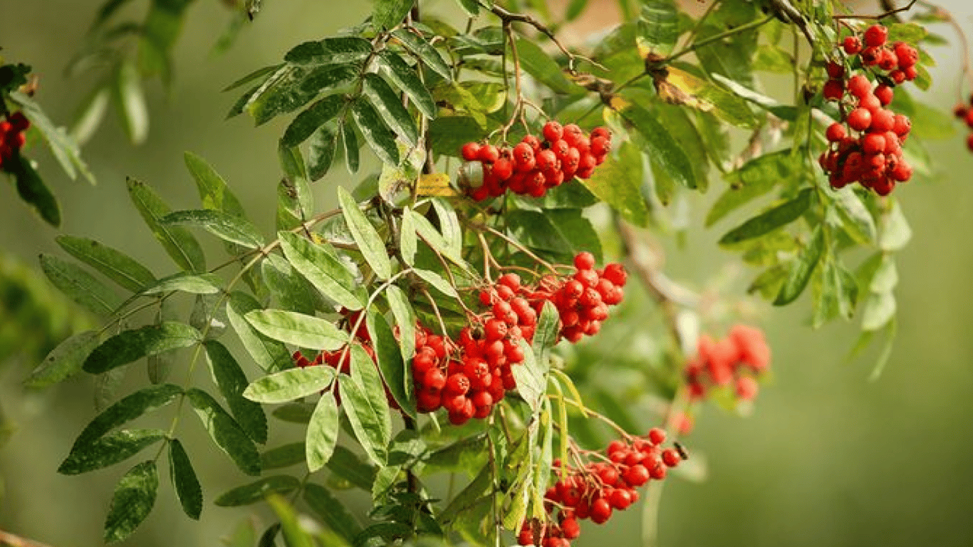 Квітуча горобина. 