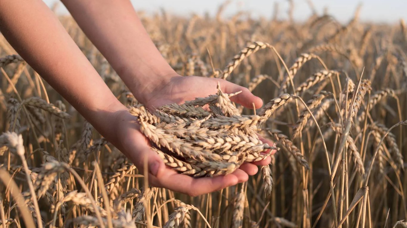 Цены на зерновые в Украине по состоянию на 26 августа 2023 года