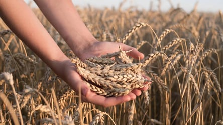 Ціни на зерно в Україні: скільки коштує пшениця у серпні - 285x160