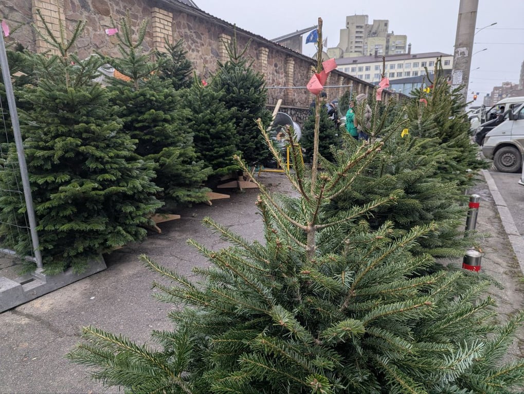 Цены на елки