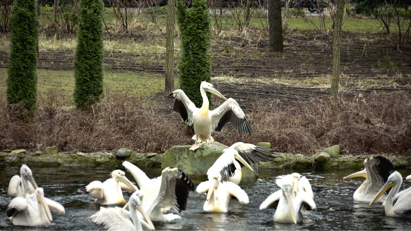 В Киевском зоопарке выпустили на воду семью пеликанов