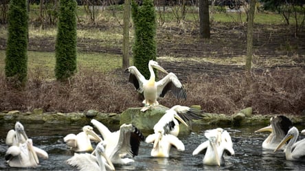 У Київському зоопарку випустили на воду родину пеліканів - 285x160