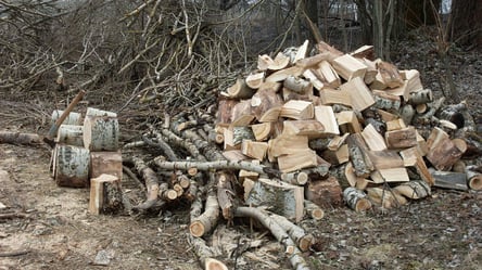 Заготівля дров — чи можна зрубати дерево, яке росте за вікном - 285x160