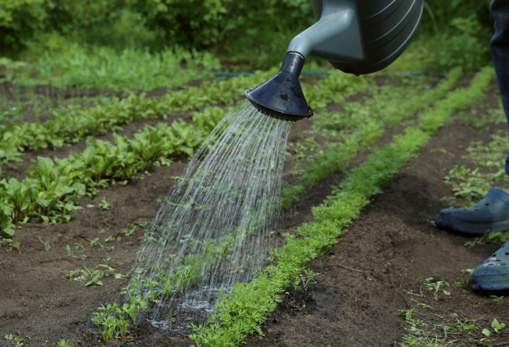 Процесс полива моркови на огороде