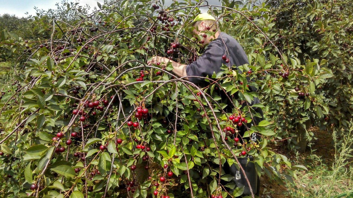 Работа по сбору вишни и черешни для украинцев в Германии — свежая вакансия, условия и зарплата