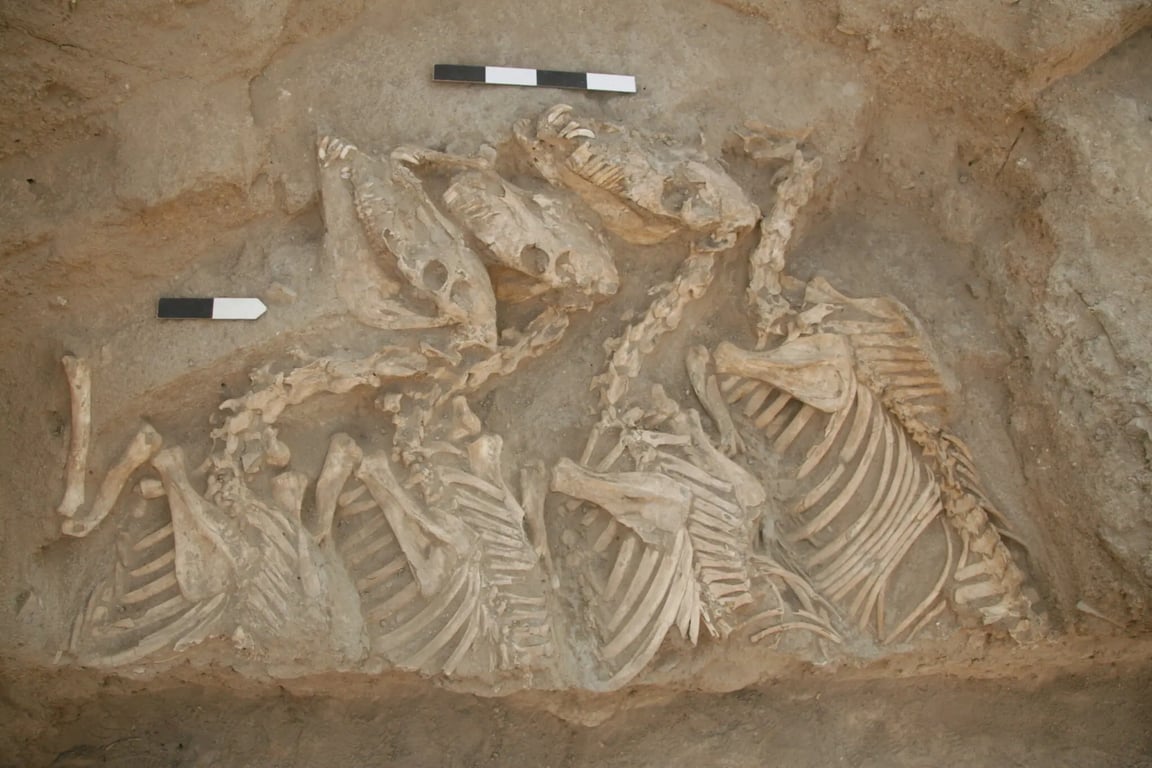 Найдено первое гибридное животное, выведенное 4500 лет назад - кто его создатель