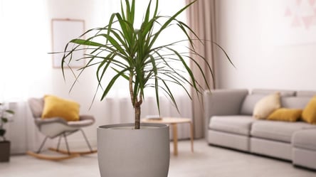 Как ухаживать за драценой, чтобы она оставалась зеленой и пышной - 285x160