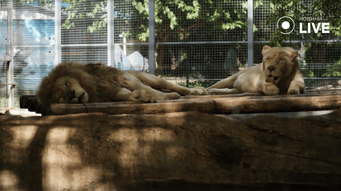 How animals live in the Odessa Zoo during the war