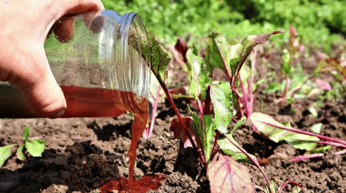 Полив свеклы