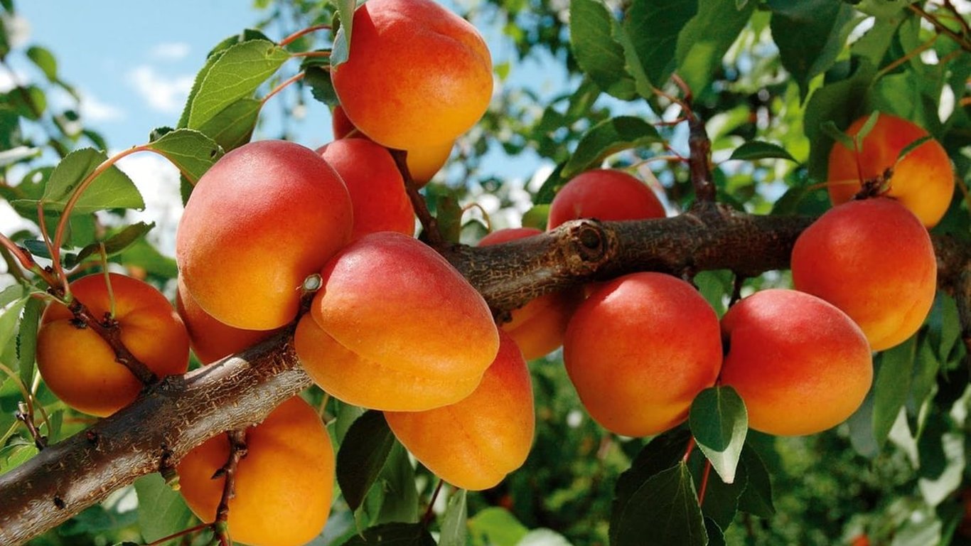 Абрикос цвіте, але не плодоносить — причини та як це виправити