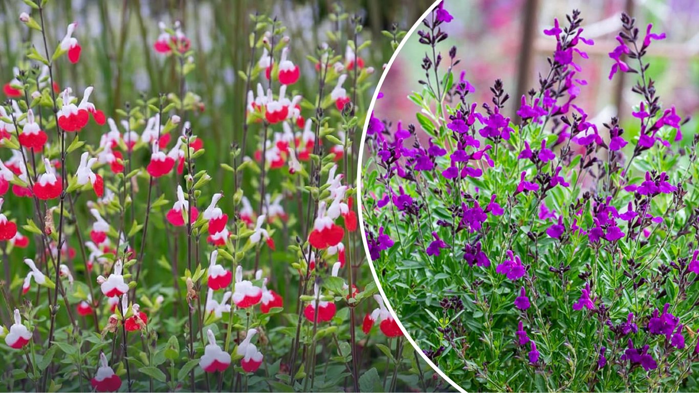 Різні сорти шавлії