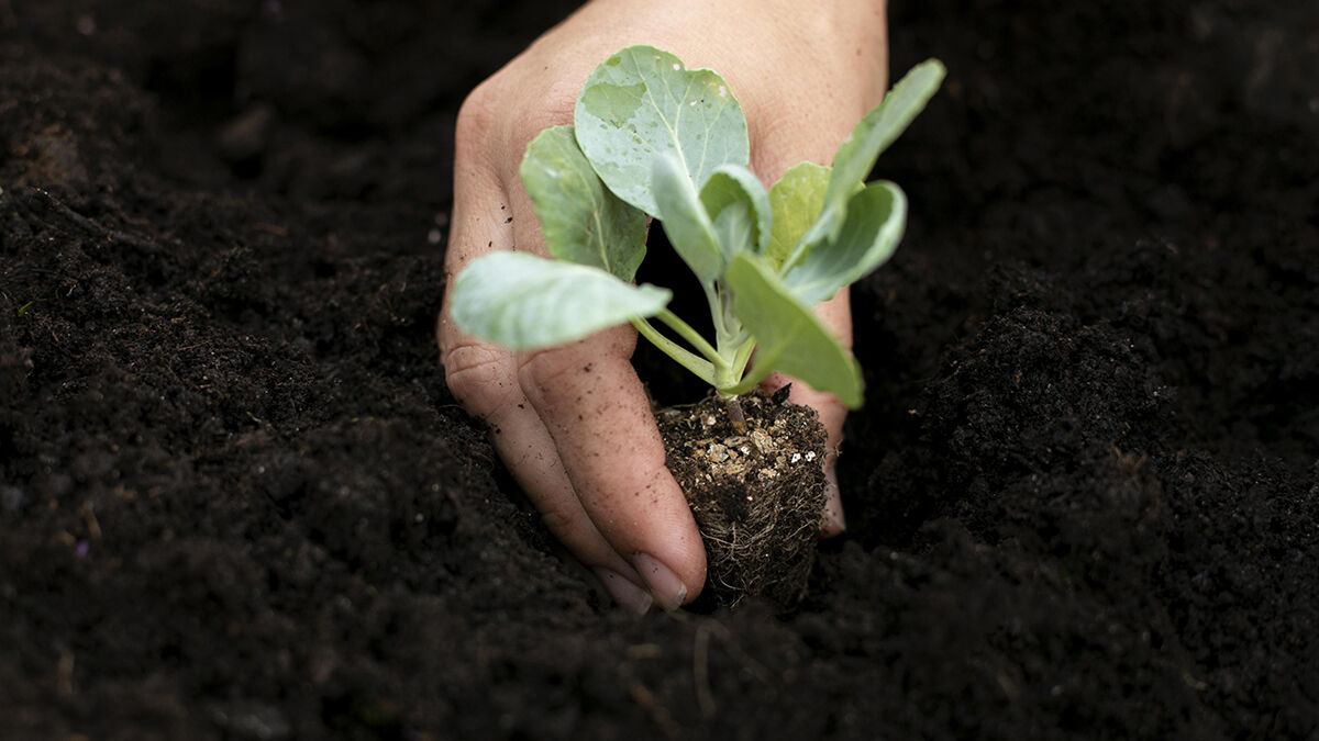 Що покласти в лунку при посадці розсади капусти