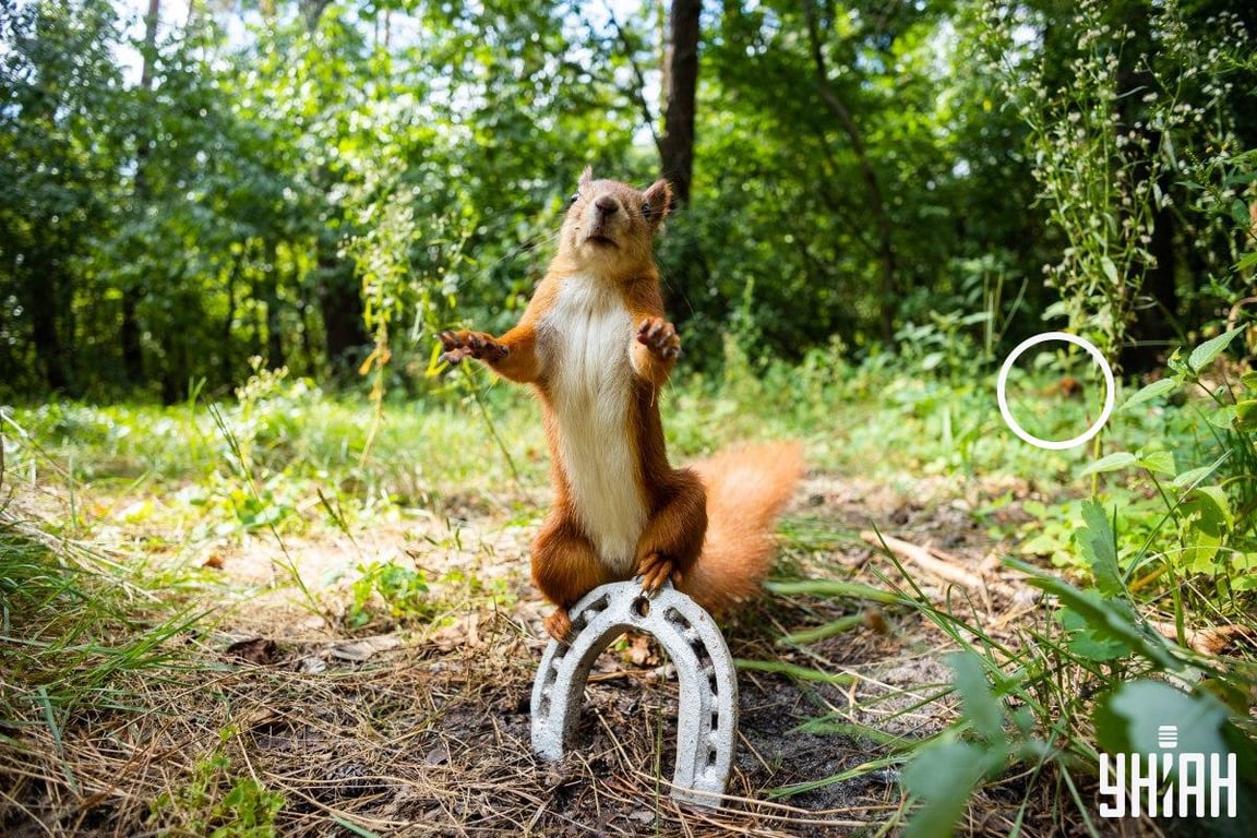 Правильный ответ на оптическую головоломку