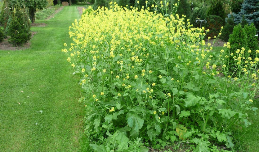 Выращенная на огороде горчица