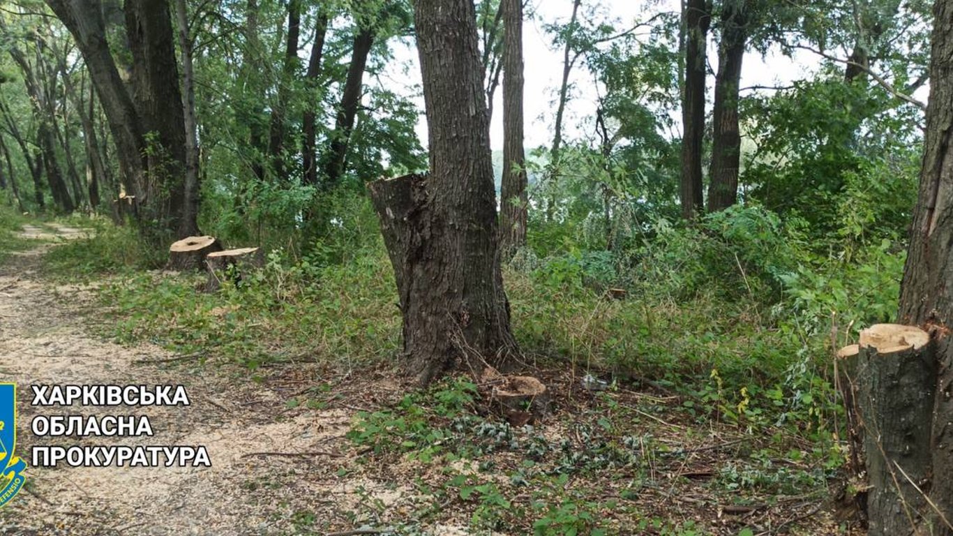 На Харьковщине разоблачили лесоруба после уничтожения почти полсотни деревьев