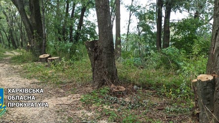 На Харьковщине разоблачили лесоруба после уничтожения почти полсотни деревьев - 285x160