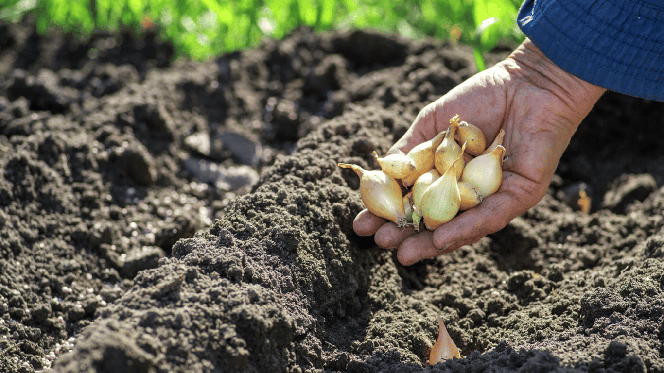 Коли і як садити цибулю навесні 2024 року — найкращі поради