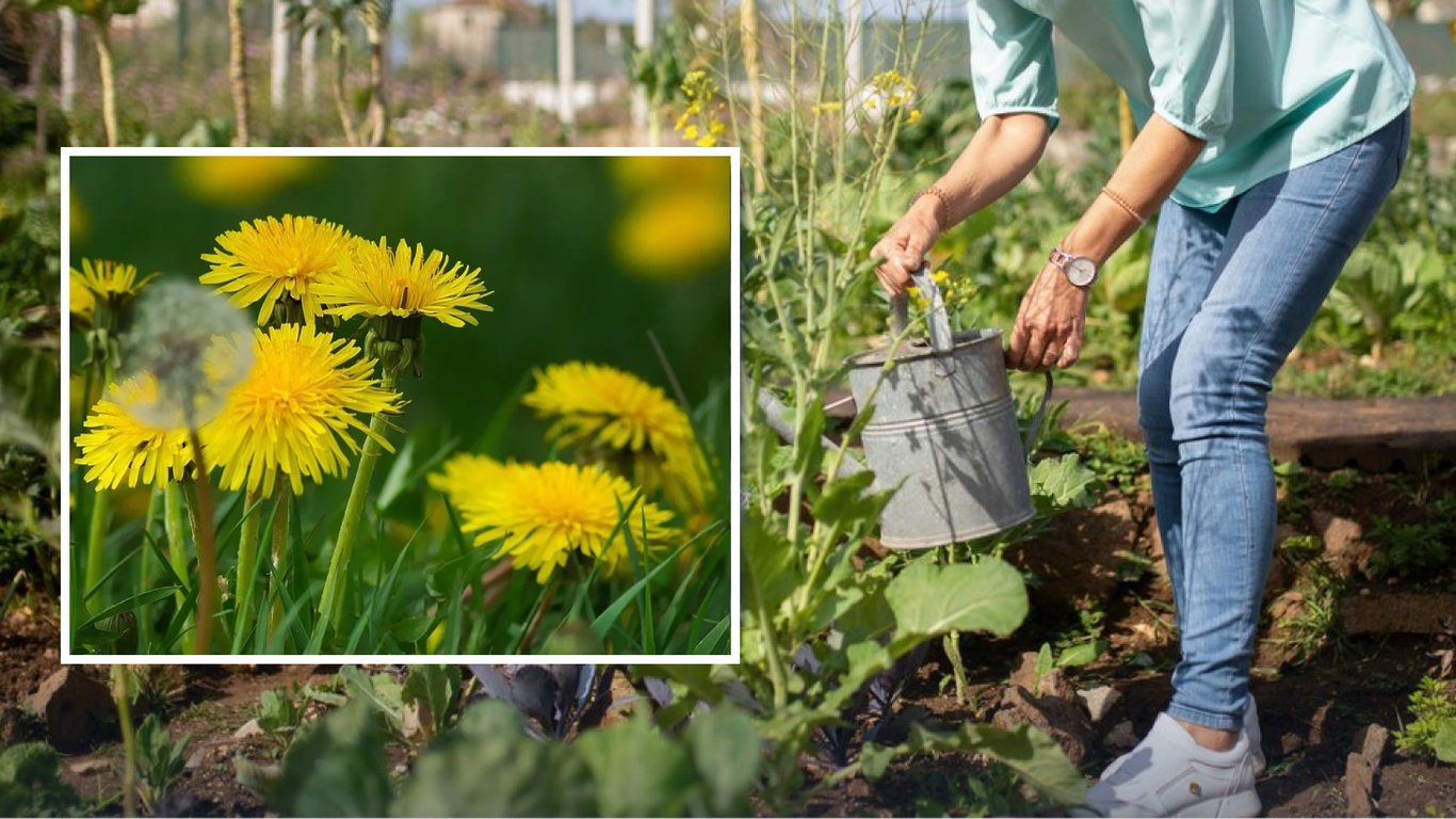 Как сделать два мощных удобрения из одуванчика: овощи будут расти, как на дрожжах