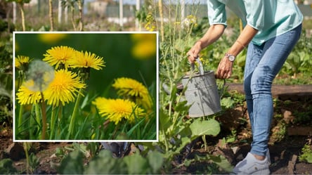 Простой рецепт удобрения из одуванчика: овощи растут, как на дрожжах - 285x160