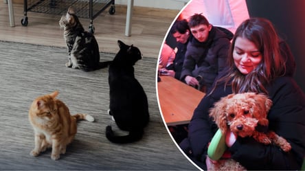 В Украине обновили правила для владельцев животных — что требует закон - 285x160