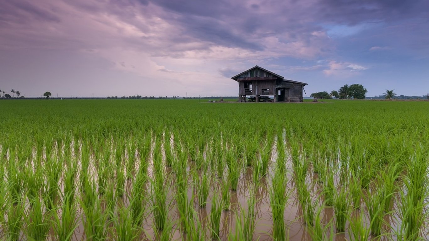 В Одесской области продолжается посевная кампания риса