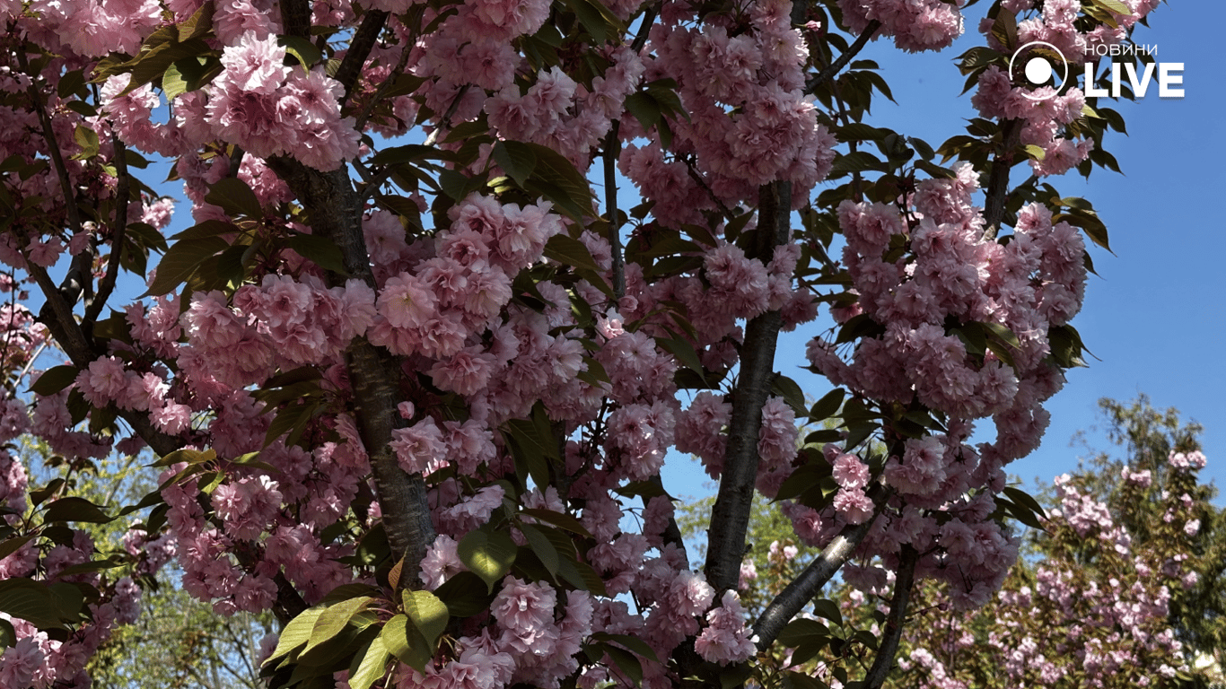 В одеському парку Перемоги забуяла сакура — фоторепортаж - фото 14
