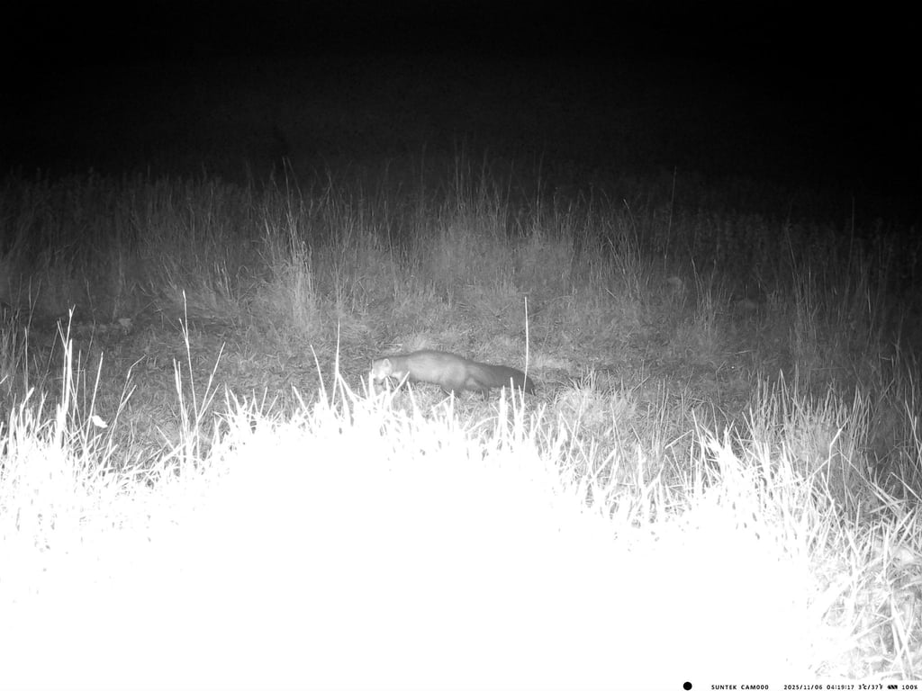 Помічено єнотоподібну собаку