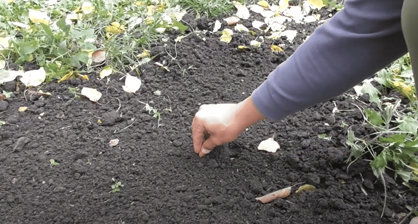 Посадка абрикосовых косточек в почву