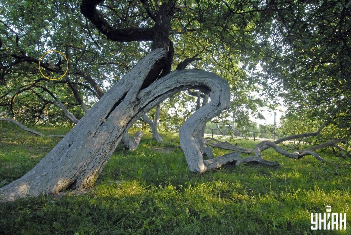 Правильный ответ на оптическую головоломку