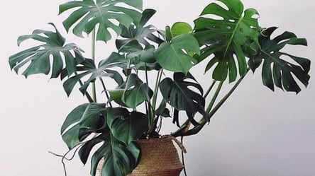 Монстера гине від води — як поливати, щоб цього уникнути - 285x160
