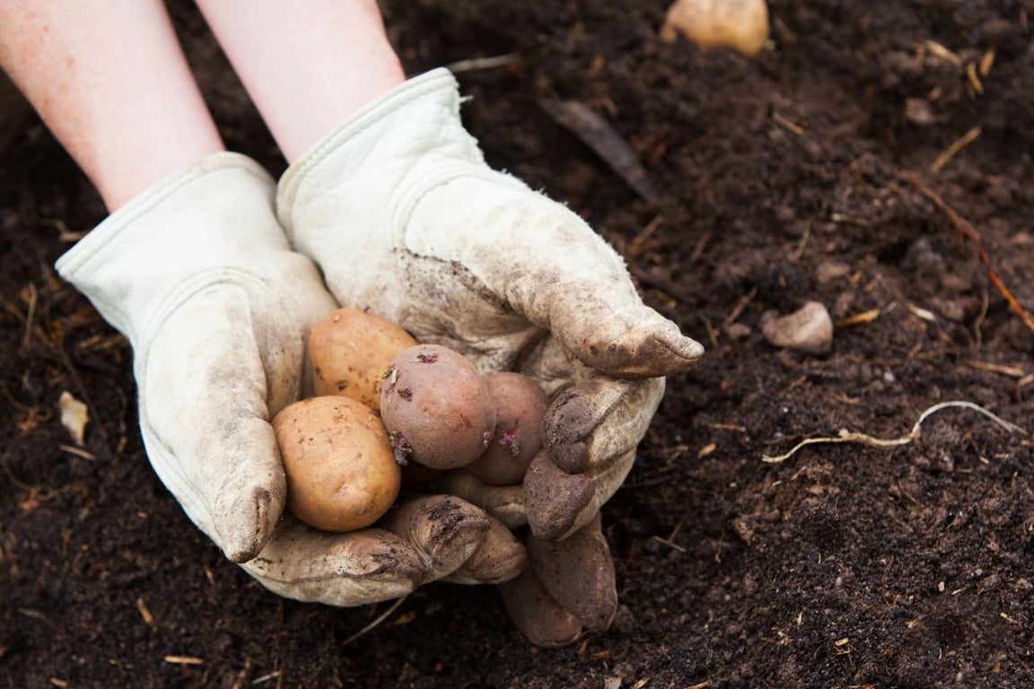 Сбор картошки