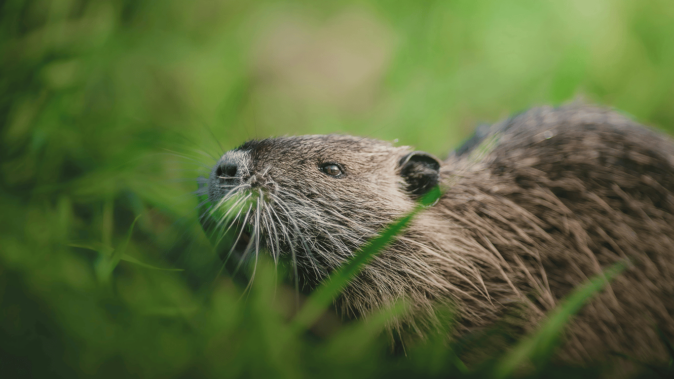 Яка ваша тотемна тварина за датою народження