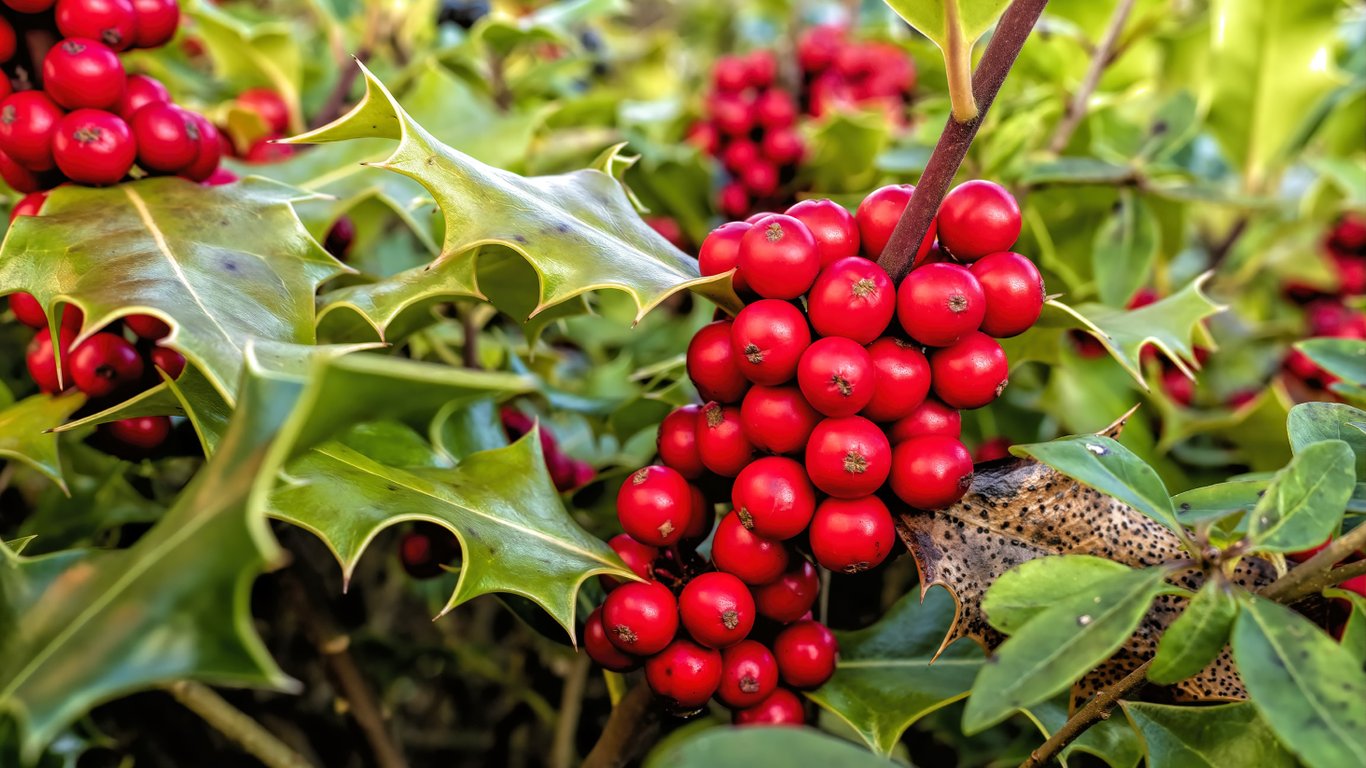 Падуб із яскраво-червоними ягодами прикрашає сад восени.